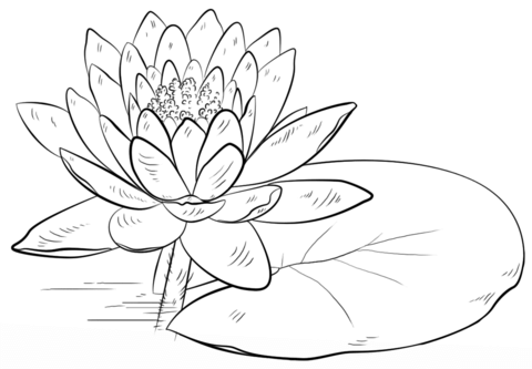 Water Lily And Pad Coloring Page